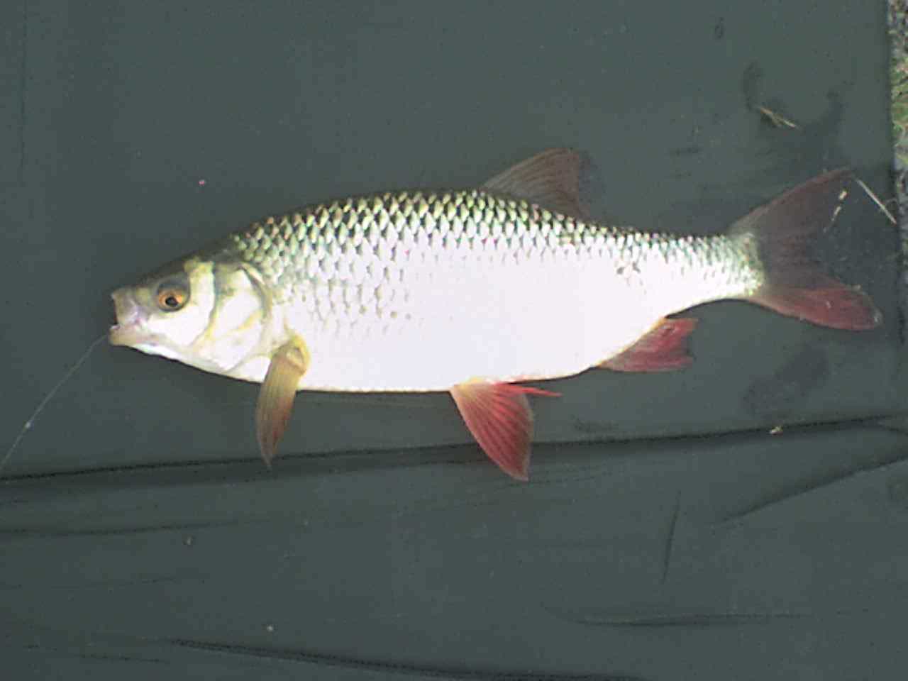 Thsi fantastic roach was caught by Graham Kent in August 2010